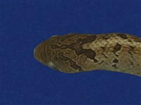 Taiwan Leopard Snake Collection Image, Figure 8, Total 10 Figures